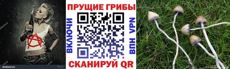 продажа наркотиков  Астрахань  Галлюциногенные грибы Psilocybine cubensis 
